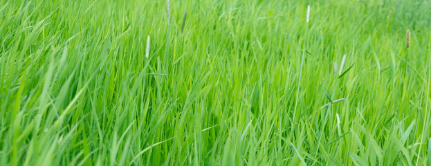 green fresh spring grass panorama, stormy weather, natural blurred background, summertime season,...