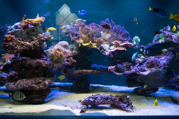 Vibrant Saltwater Aquarium with Colorful Fish and Coral