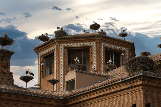 Storks and their nests in the Collegiate Church of St. Michael the Archangel, alfaro,la rioja,spain
