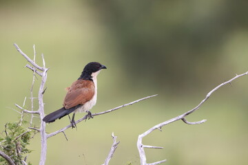 Burchell's coucal (Centropus burchellii) is a species of cuckoo in the family Cuculidae. This photo...