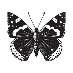 Admiral Butterfly vector