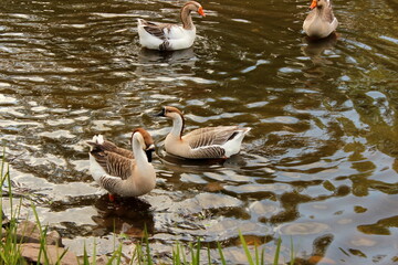 afrikanische Höckergans, African Goose