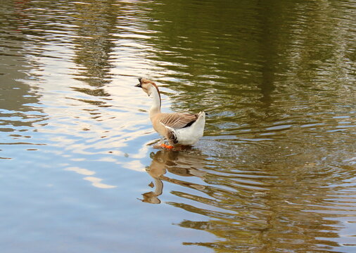 afrikanische H&ouml;ckergans, African Goose