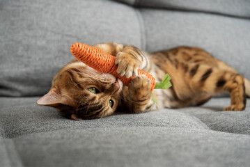 Bengal cat plays with a toy carrot on the sofa in the living room at home.