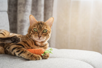 Bengal cat plays with a toy carrot on the sofa in the living room at home.