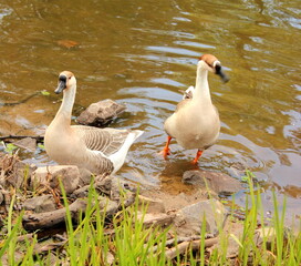 afrikanische Höckergans, African Goose