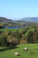 Sheep in field on hillside against backdrop of Hazelwood forest, Lough Gill lake with Knocknarea mountain visible in background in rural County Sligo, Ireland on spring day
