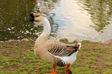 afrikanische Höckergans, African Goose