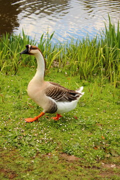 afrikanische H&ouml;ckergans, African Goose