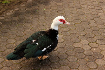 Warzenente, Moschusente, Ente, Cairina