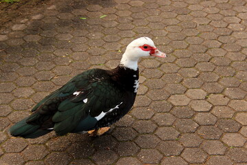 Warzenente, Moschusente, Ente, Cairina