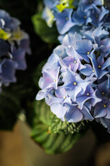 summer flowers blooming hydrangea blue flowers. wedding decor