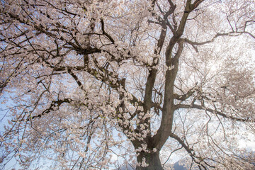 Sakura blooming on the big tree on a clear day for Wanizuka no Sakura large 330 year old cherry tree in full bloom is a symbol of Nirasaki, Yamanashi Japan. Copy space Background
