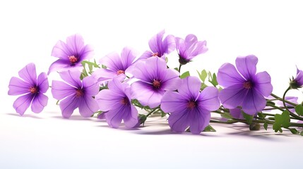 Purple Flowers on White Background: 8K Photorealistic Image

