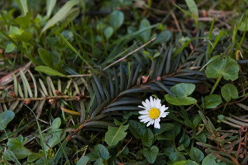 Little white flower with grass and pine leaves