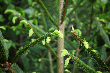 Photo of young buds and needles of pine and spruce in a green forest