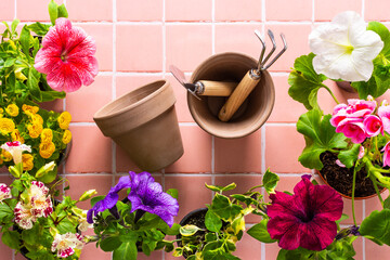 Spring decoration of a home balcony or terrace with flowers, geranium and petunias and ivy with spatula and rake and pots on pink tile background, home gardening and hobbies, biophilic design - obrazy, fototapety, plakaty