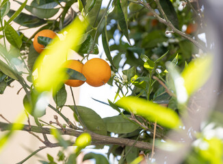 Bunch of ripe oranges hanging on a tree.