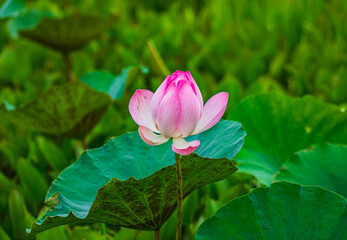 One panoramic of blooming Lotus flower on Green blurred - obrazy, fototapety, plakaty