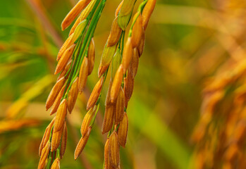 Rice field. Close up yellow rice seed ripe and green leaves on nature background. Beautiful golden rice field