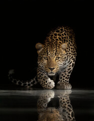 Fototapeta premium bonito leopardo agachado con un fondo oscuro