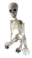 squelette humain en position à genoux sur fond transparent