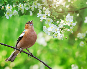 a beautiful bright bird, a male finch sits on a flowering branch in a spring sunny garden and sings loudly - 791802615