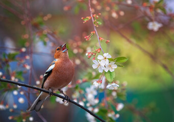 a beautiful bright bird, a male finch sits on a blossoming cherry branch in a spring sunny garden and sings loudly - 791802621