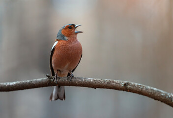 a beautiful bright bird, a male finch sits on a branch in a spring sunny garden and sings loudly - 791803031