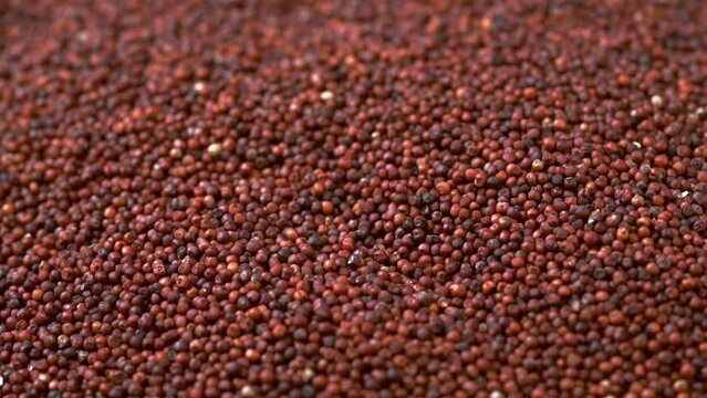 closeup red finger millet or ragi raagi nachni background food rotate footage 4k