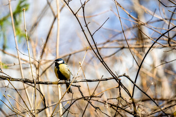 Bird tit on a tree branch in spring in the forest.