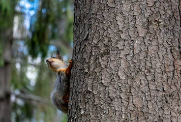 Obraz premium A squirrel on the trunk of a pine tree on a spring day.