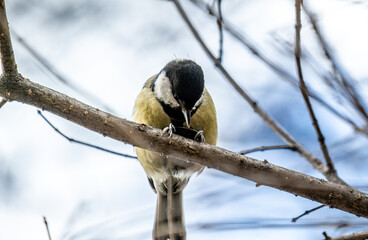 A tit on a tree branch in close-up in a spring forest.