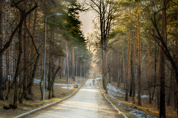 The road among the trees in the park. A hiking trail in the forest.
