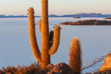 Foto auf Glas Cactus in Bolivia © Galyna Andrushko