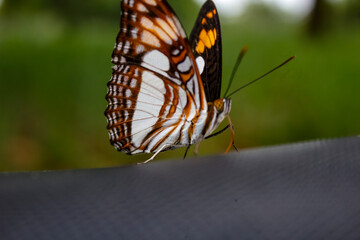 butterfly on a leaf