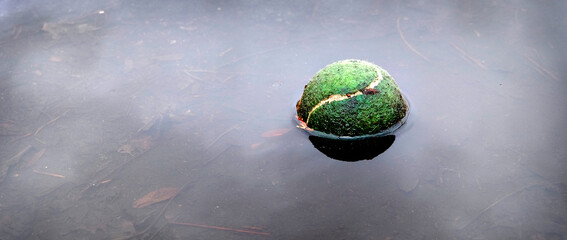 Tennis Ball Floating in Water Sports Forgotten Abandoned