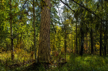 Fototapeta premium Trees in the park on a spring day.