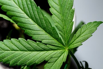 Fresh green cannabis leaf close up on blurred background