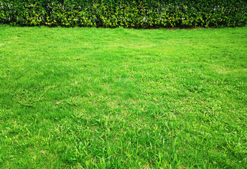 Horizontal green city park lawn texture background