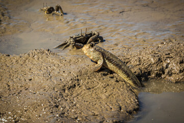 A mudskipper climbing out of a pool of seawater and breathing air, with a mud crab in the...