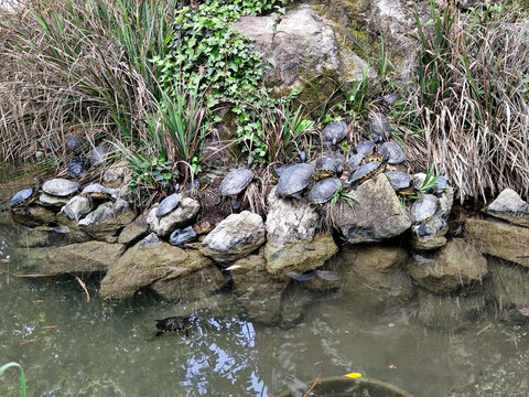 Les tortues du bassin au pied de la statue de Garibaldi à l'entrée du Giardini à Venise
