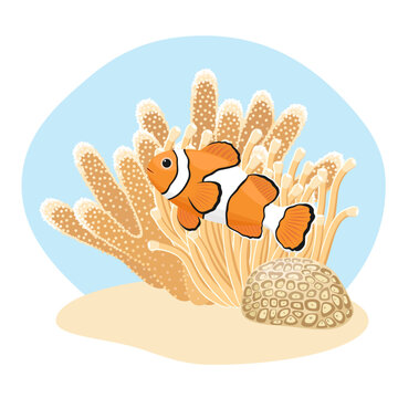 Sea anemone and a of clown fish in an aquarium. Sea life. Vector illustration. Sinularia sea coral, hand drawing.