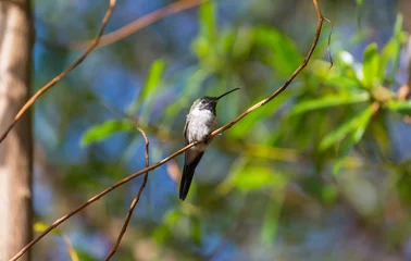 Tuinposter Kolibri © Galyna Andrushko