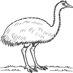 Emu bird coloring pages for coloring book