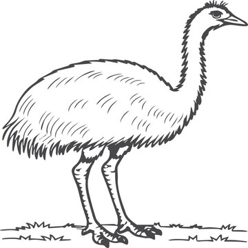 recommend clip art: Emu bird coloring pages for coloring book