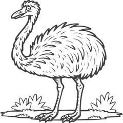 Emu bird coloring pages for coloring book