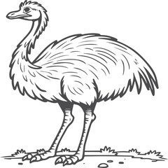 Emu bird coloring pages for coloring book