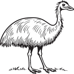 Fototapeta premium Emu bird coloring pages for coloring book