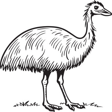 recommend clip art: Emu bird coloring pages for coloring book